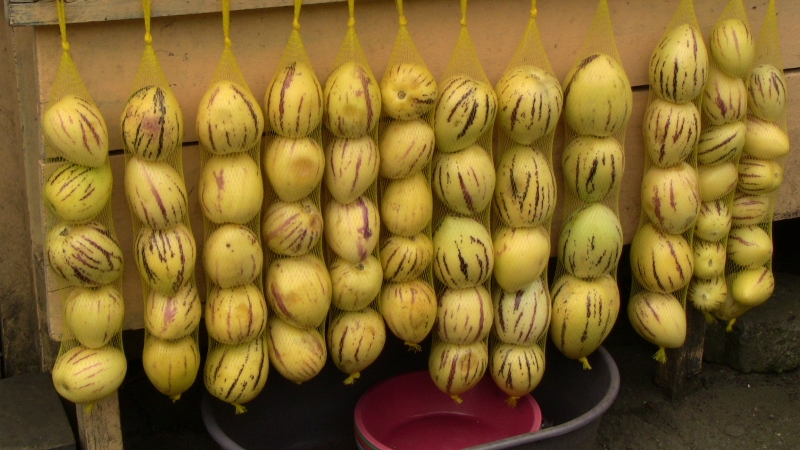 Pepino, fruta típica daqui (o sabor é uma mistura de maça e pepino)