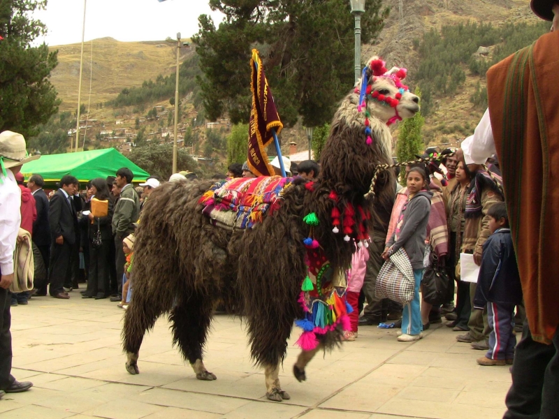 Celebrando o dia da Alpaca, em Huancavelica