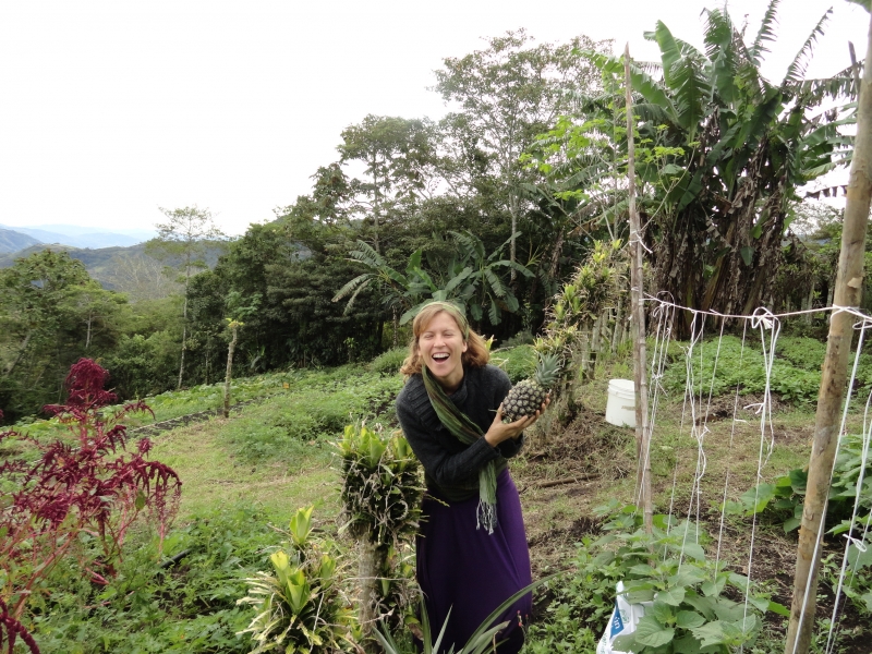 Colhendo abacaxi na Costa Rica!
